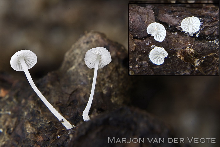 Kurkentrekkermycena - Hemimycena tortuosa